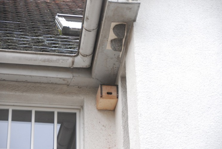 fuerhpschwalben
